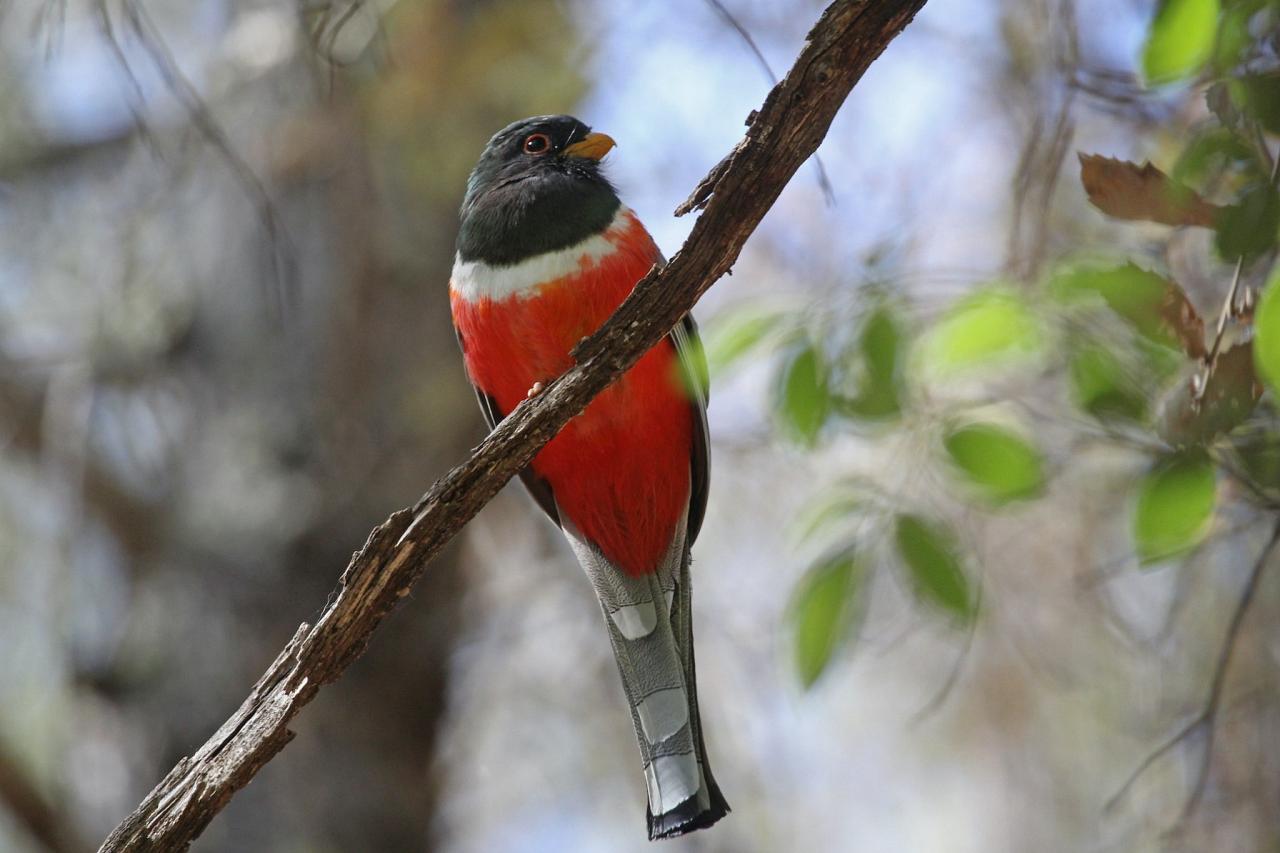 Elegant Trogon, Southeast Arizona, Arizona, Arizona Nature Tour, Arizona Birding Tour, Naturalist Journeys