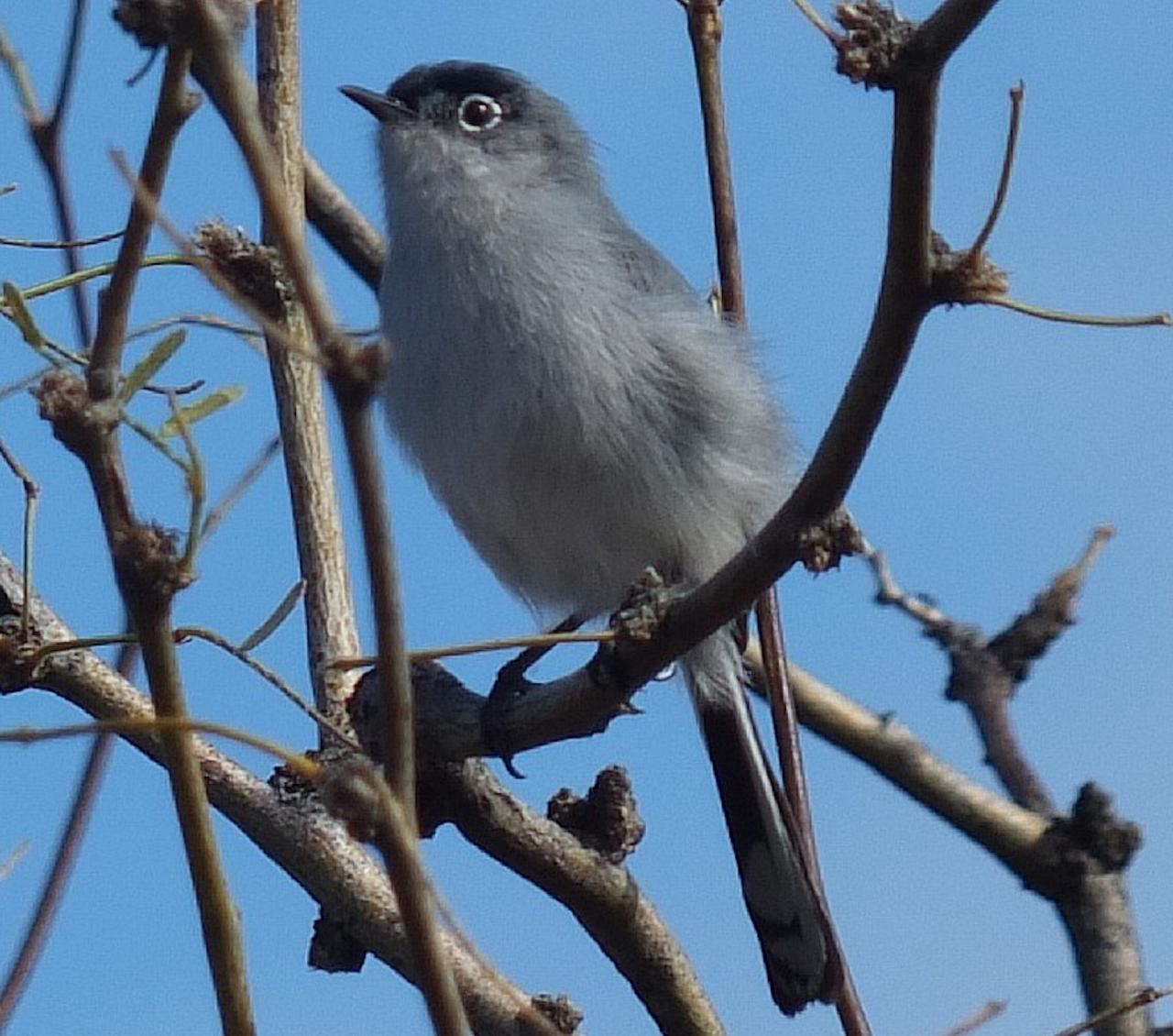 Black-tailed Gnatcatcher, Southeast Arizona, Arizona, Arizona Nature Tour, Arizona Birding Tour, Naturalist Journeys