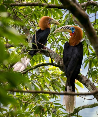 Rufous-necked Hornbill, Birding Bhutan, Bird watching Bhutan, Bhutan, Asian birds, Naturalist Journeys, Wildlife Tour, Wildlife Photography, Ecotourism, Specialty Birds, Endemic Birds, Birding hotspot