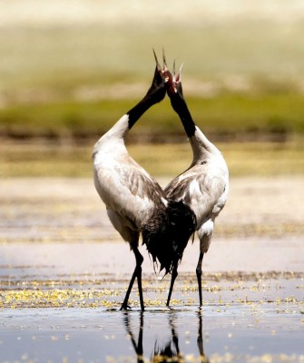 Black-necked Crane, Birding Bhutan, Bird watching Bhutan, Bhutan, Asian birds, Naturalist Journeys, Wildlife Tour, Wildlife Photography, Ecotourism, Specialty Birds, Endemic Birds, Birding hotspot