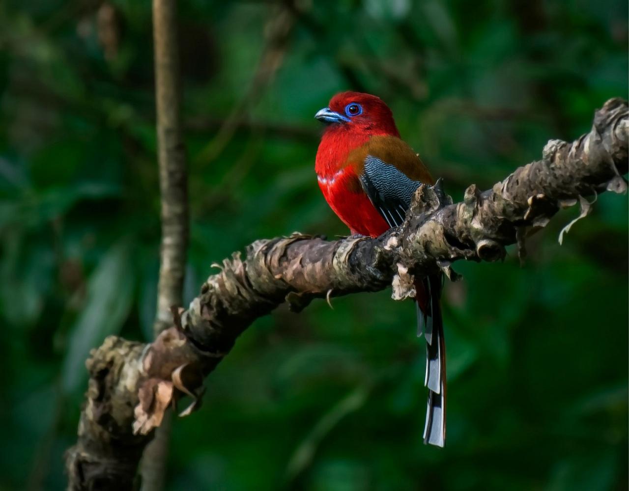 Birding Bhutan, Bird watching Bhutan, Asia Nature Tour, Naturalist Journeys, Wildlife Tour, Wildlife Photography, Ecotourism, Specialty Birds, Birding Hotspot