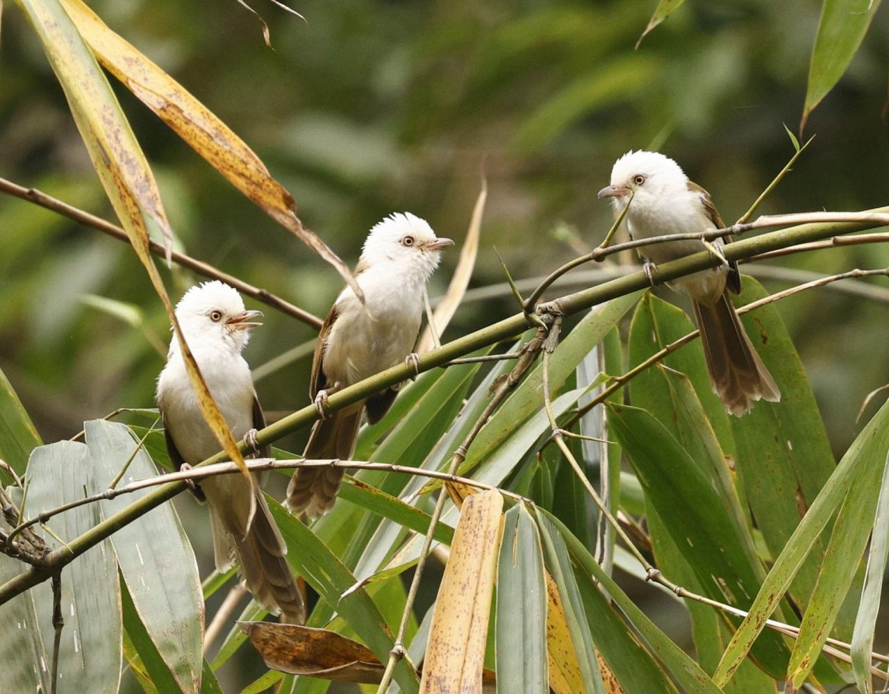 Birding Bhutan, Bird watching Bhutan, Asia Nature Tour, Naturalist Journeys, Wildlife Tour, Wildlife Photography, Ecotourism, Specialty Birds, Birding Hotspot