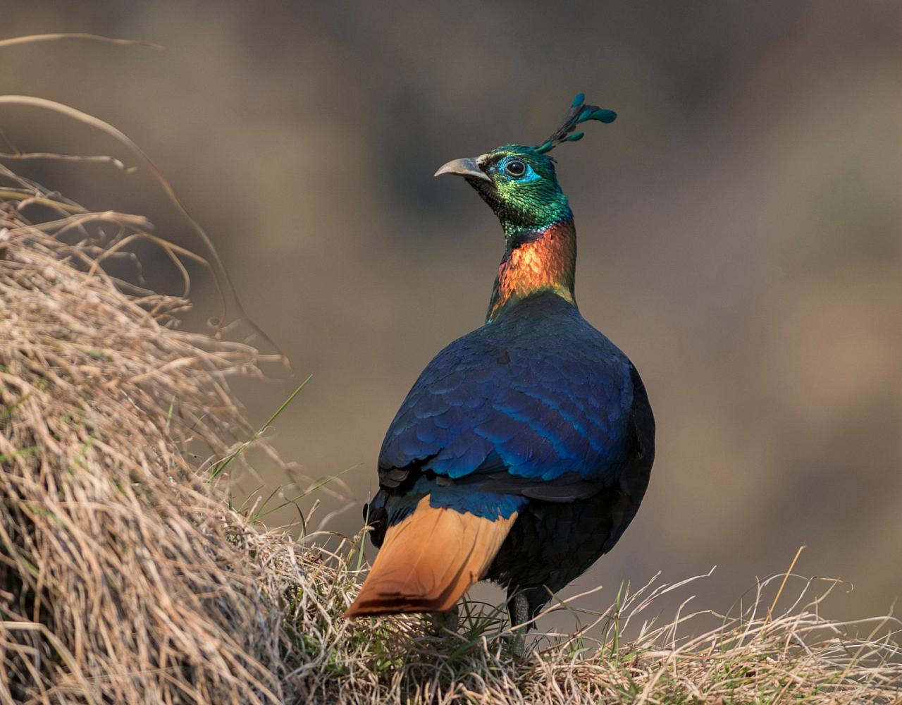 Birding Bhutan, Bird watching Bhutan, Asia Nature Tour, Naturalist Journeys, Wildlife Tour, Wildlife Photography, Ecotourism, Specialty Birds, Birding Hotspot