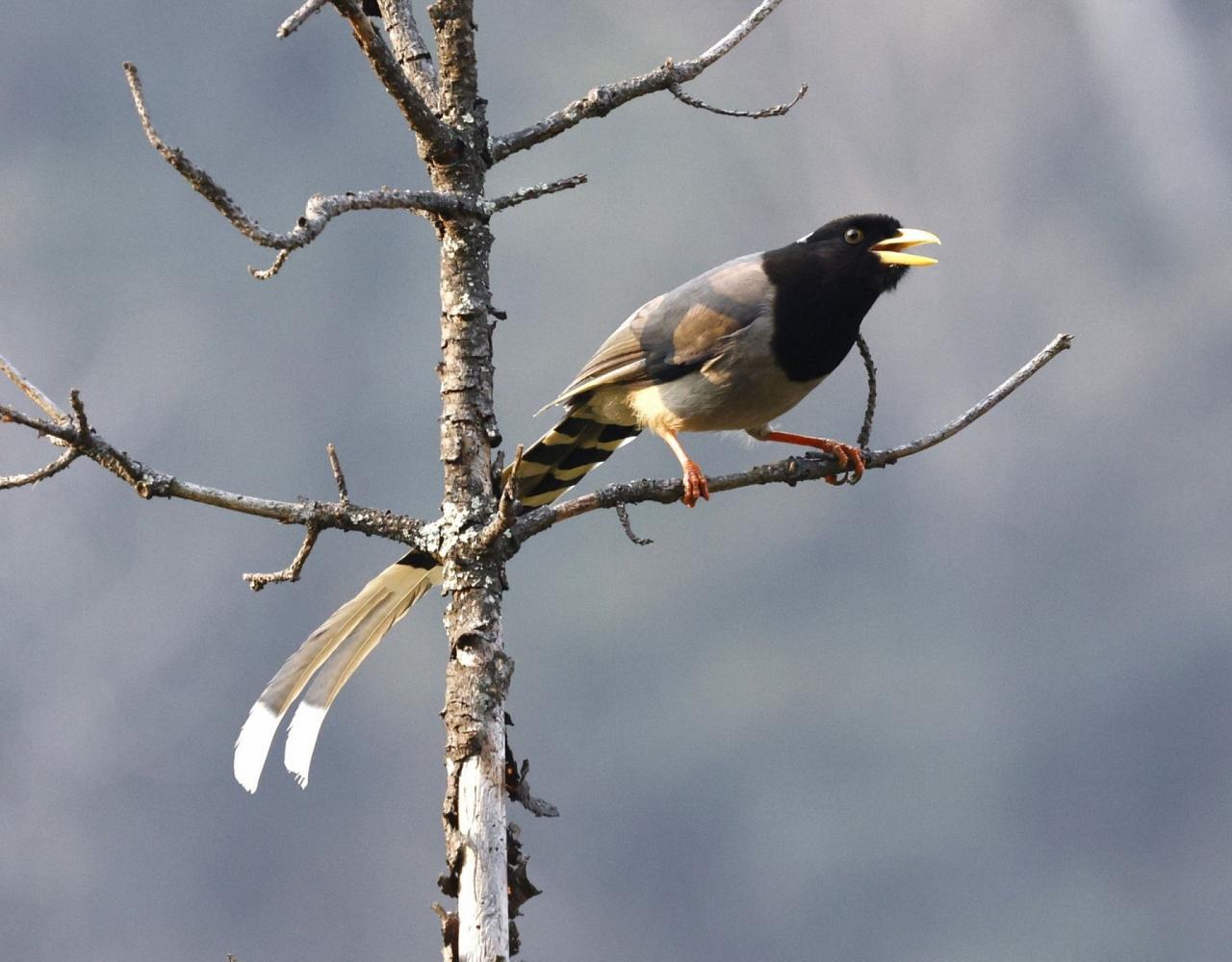 Birding Bhutan, Bird watching Bhutan, Asia Nature Tour, Naturalist Journeys, Wildlife Tour, Wildlife Photography, Ecotourism, Specialty Birds, Birding Hotspot