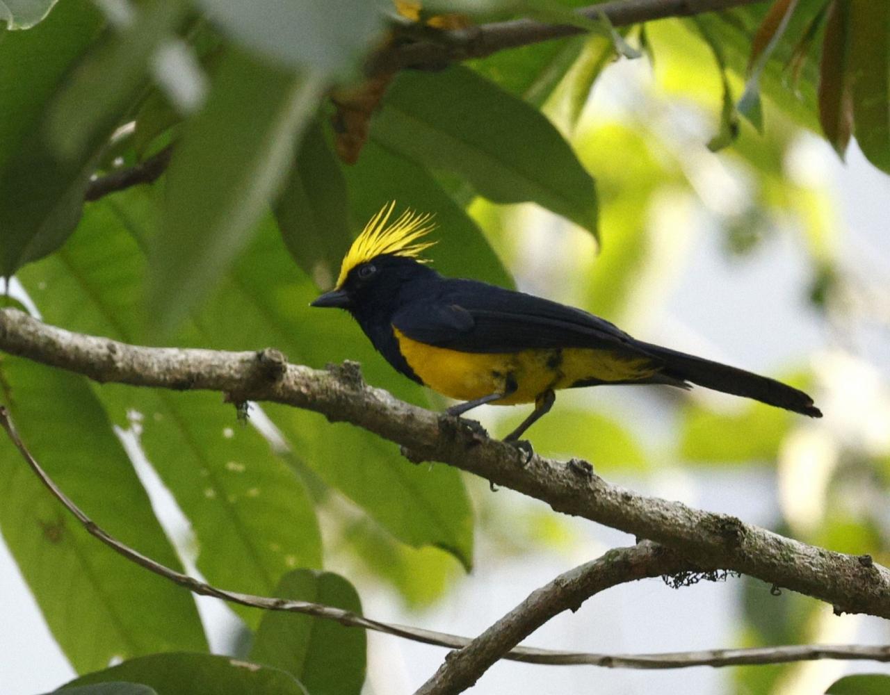 Birding Bhutan, Bird watching Bhutan, Asia Nature Tour, Naturalist Journeys, Wildlife Tour, Wildlife Photography, Ecotourism, Specialty Birds, Birding Hotspot