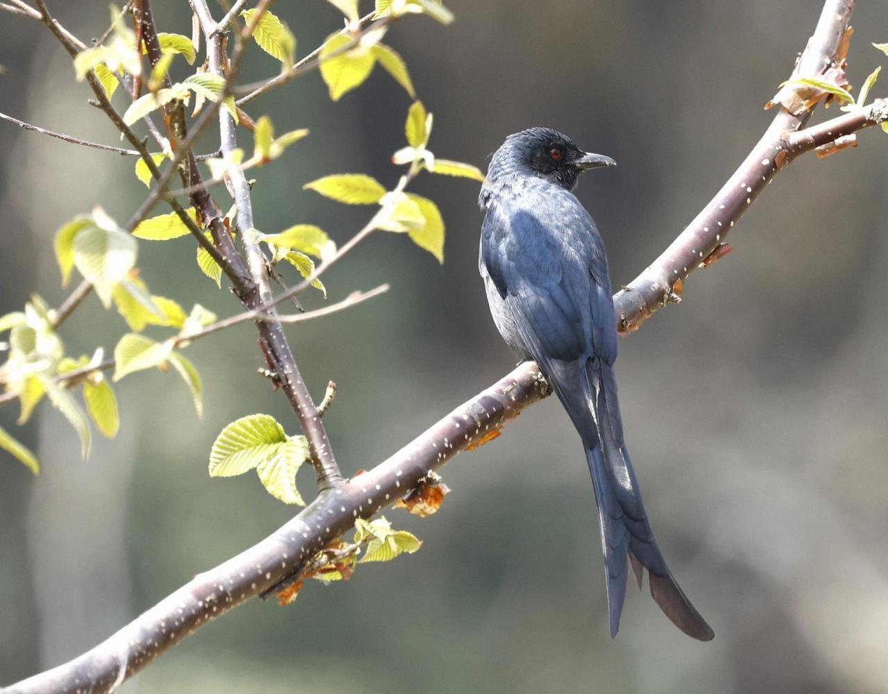 Birding Bhutan, Bird watching Bhutan, Asia Nature Tour, Naturalist Journeys, Wildlife Tour, Wildlife Photography, Ecotourism, Specialty Birds, Birding Hotspot