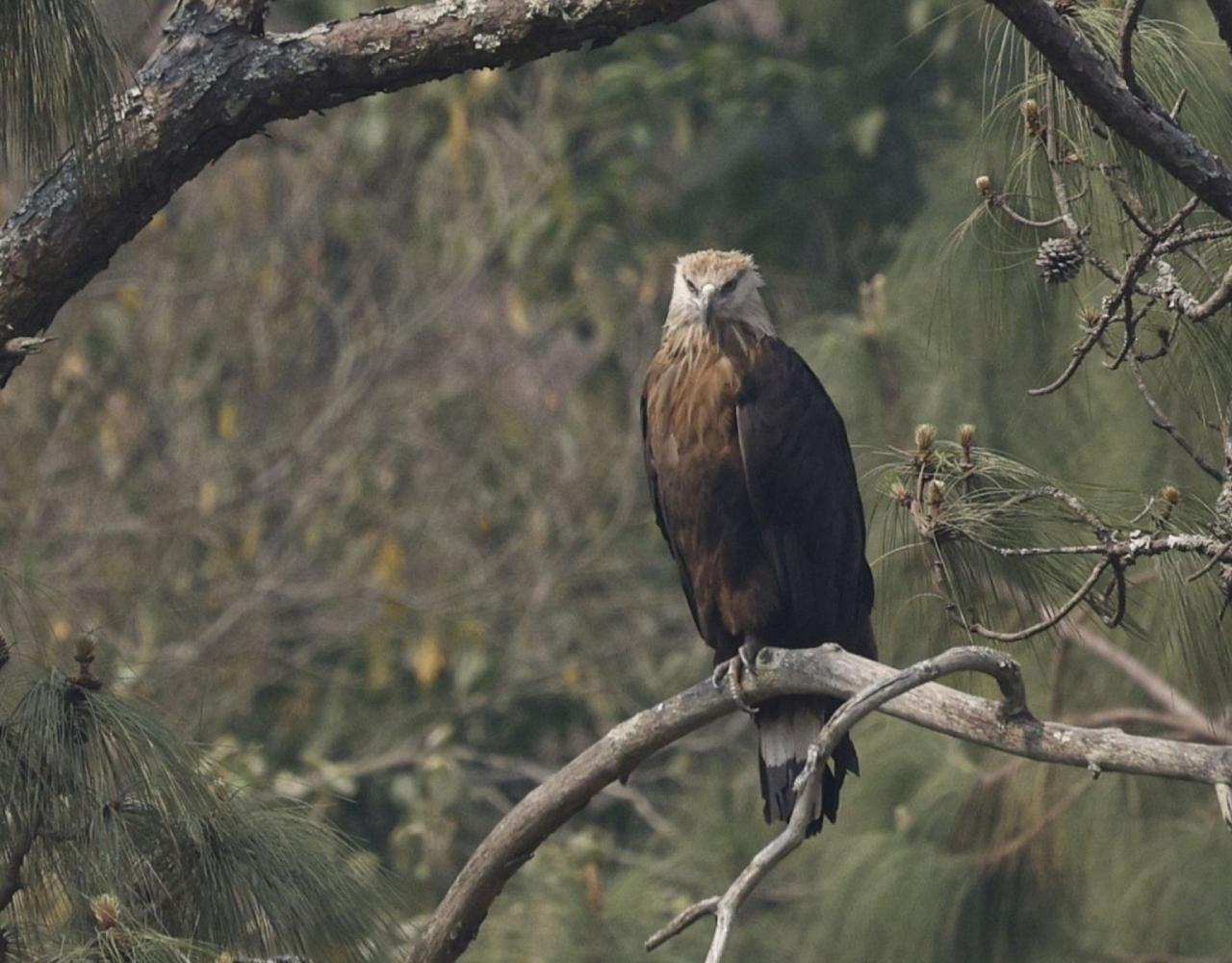 Birding Bhutan, Bird watching Bhutan, Asia Nature Tour, Naturalist Journeys, Wildlife Tour, Wildlife Photography, Ecotourism, Specialty Birds, Birding Hotspot