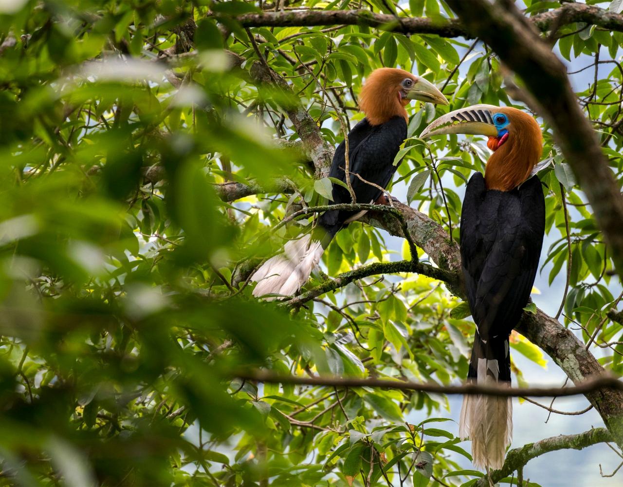 Birding Bhutan, Bird watching Bhutan, Asia Nature Tour, Naturalist Journeys, Wildlife Tour, Wildlife Photography, Ecotourism, Specialty Birds, Birding Hotspot