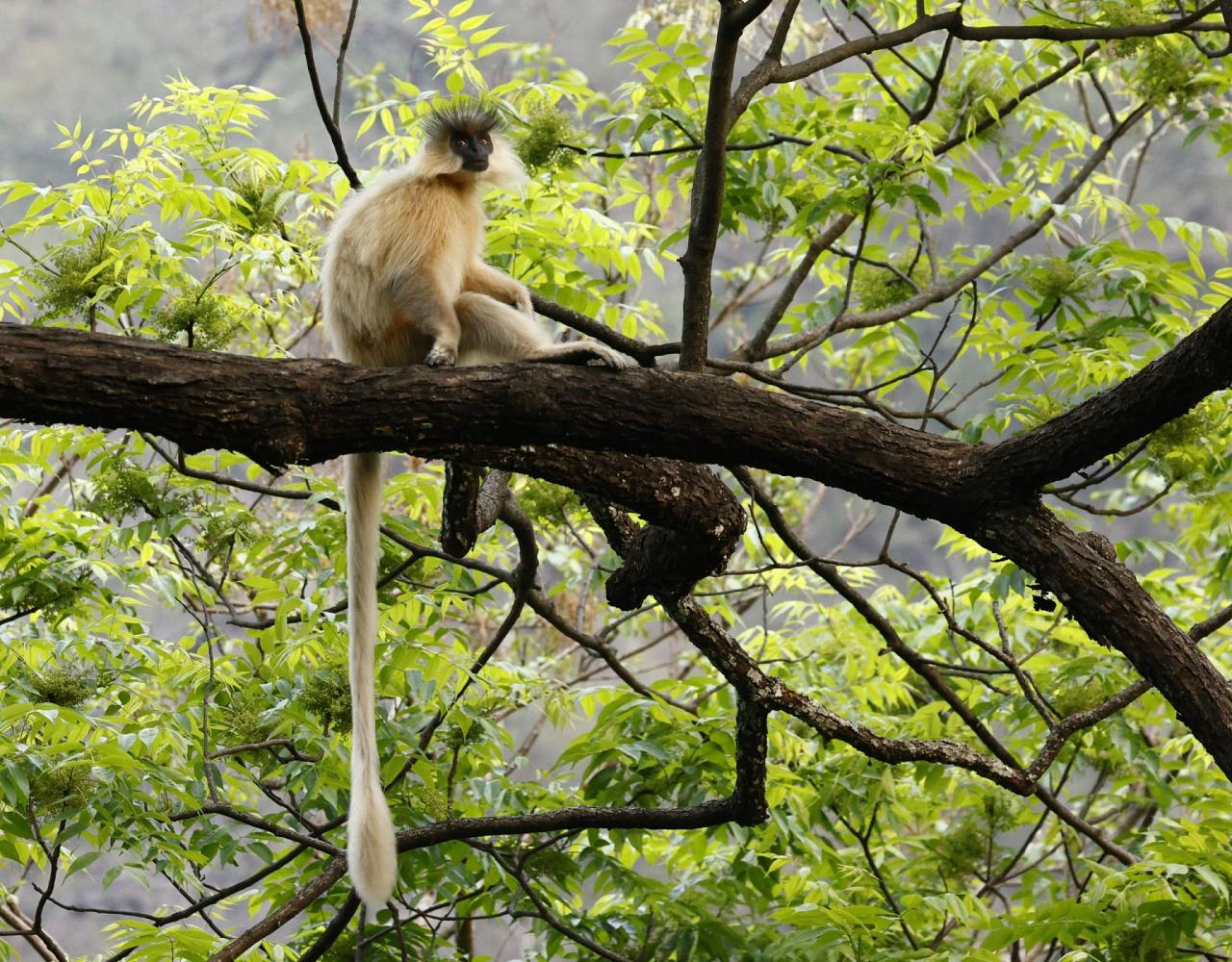 Birding Bhutan, Bird watching Bhutan, Asia Nature Tour, Naturalist Journeys, Wildlife Tour, Wildlife Photography, Ecotourism, Specialty Birds, Birding Hotspot