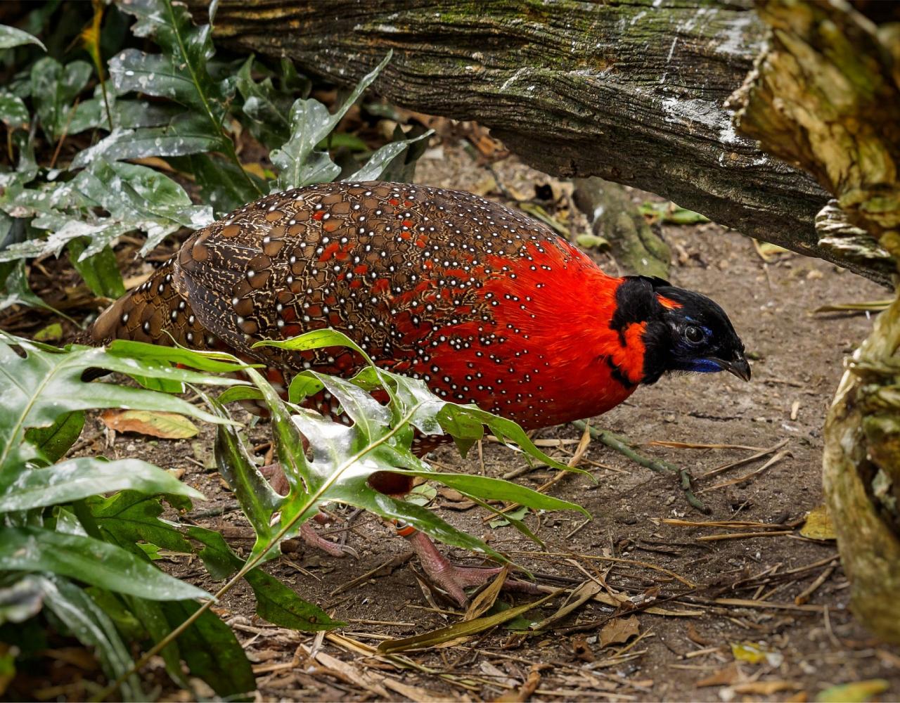 Birding Bhutan, Bird watching Bhutan, Asia Nature Tour, Naturalist Journeys, Wildlife Tour, Wildlife Photography, Ecotourism, Specialty Birds, Birding Hotspot