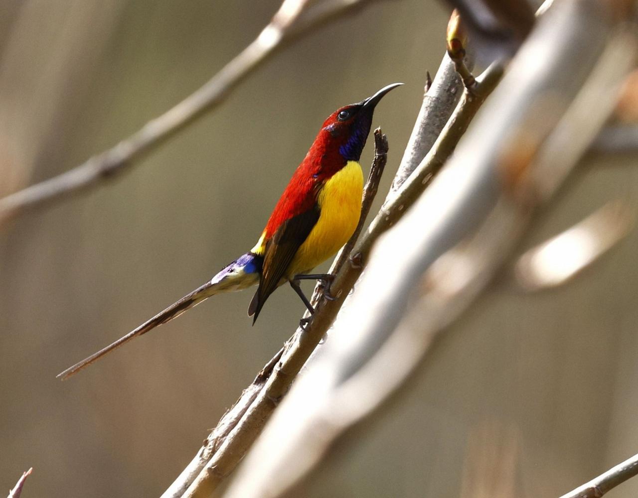 Birding Bhutan, Bird watching Bhutan, Asia Nature Tour, Naturalist Journeys, Wildlife Tour, Wildlife Photography, Ecotourism, Specialty Birds, Birding Hotspot