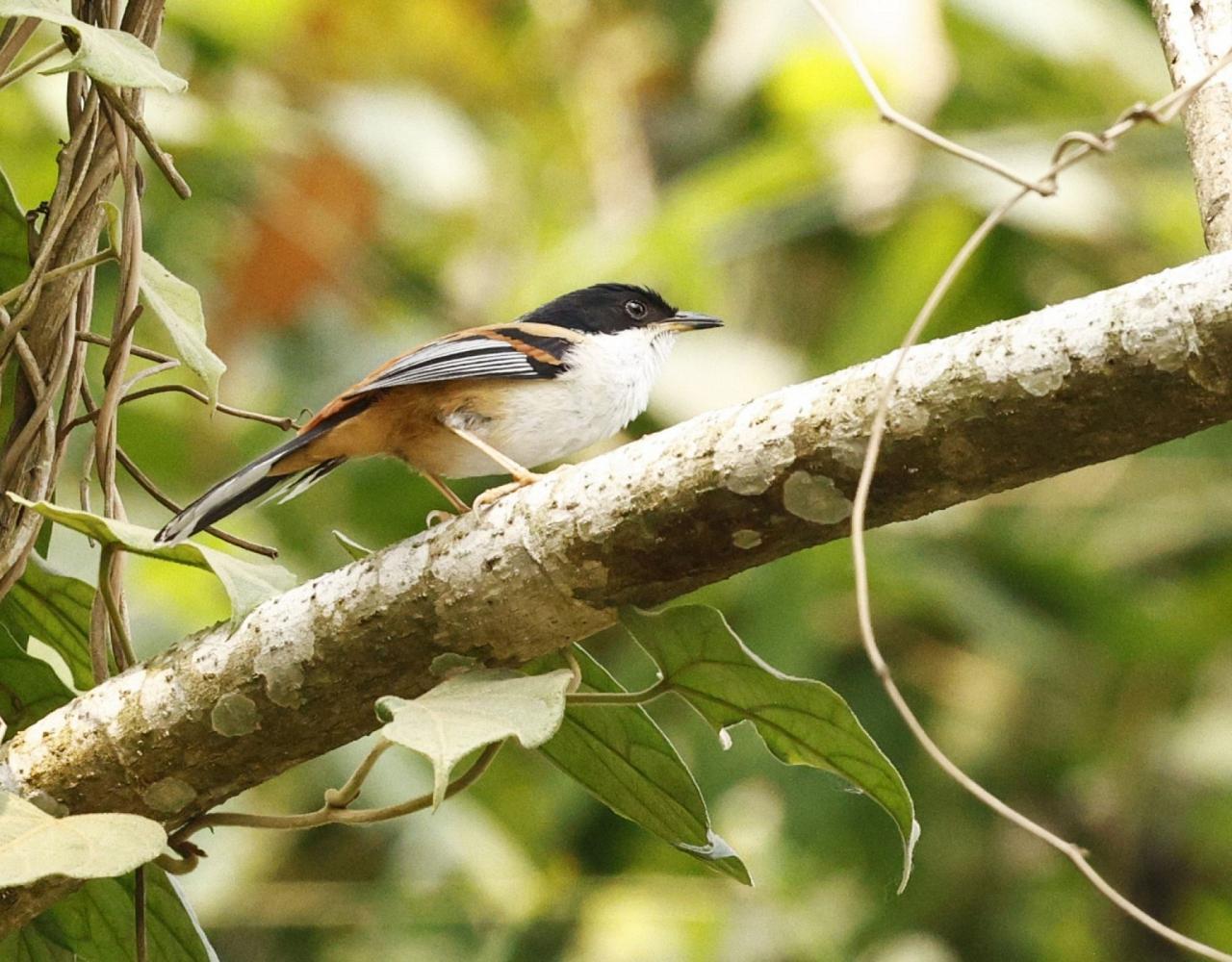 Birding Bhutan, Bird watching Bhutan, Asia Nature Tour, Naturalist Journeys, Wildlife Tour, Wildlife Photography, Ecotourism, Specialty Birds, Birding Hotspot