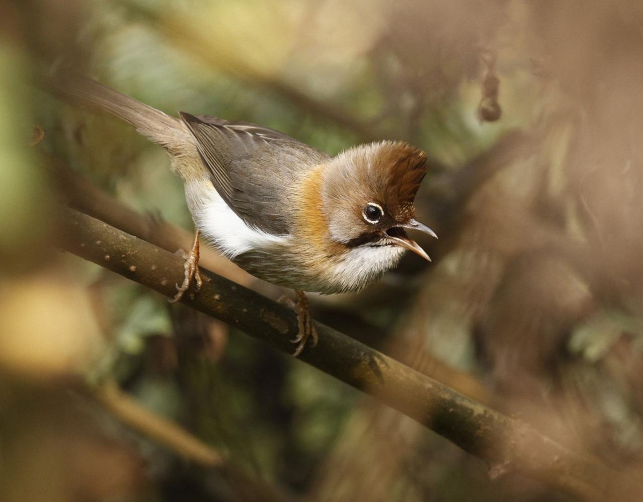 Birding Bhutan, Bird watching Bhutan, Asia Nature Tour, Naturalist Journeys, Wildlife Tour, Wildlife Photography, Ecotourism, Specialty Birds, Birding Hotspot