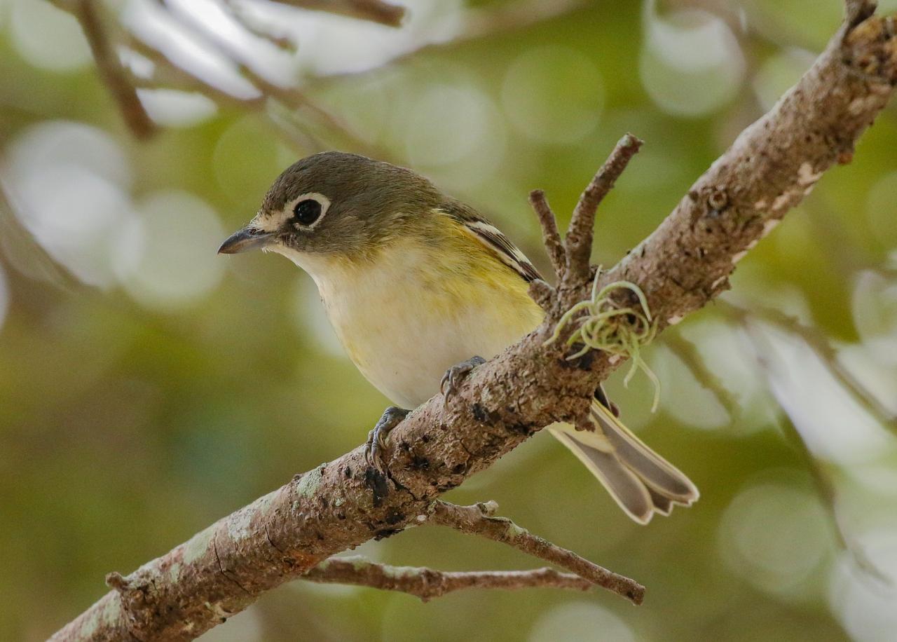 Blue-headed Vireo, Naturalist Journeys, Maine Woods, Maine, Maine Woods Birding and Wildlife, Maine Woods Birding and Nature Tour 