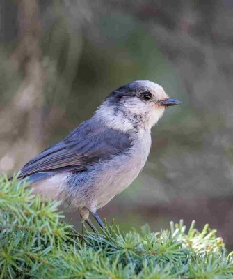 Birding Maine, Bird watching Maine, USA, North America, Acadia National Park, Bar Harbor, Naturalist Journeys, Wildlife Tour, Wildlife Photography, Ecotourism, Specialty Birds, Endemic Birds, Birding Hotspot