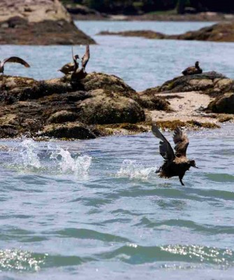 Birding Maine, Bird watching Maine, USA, North America, Acadia National Park, Bar Harbor, Naturalist Journeys, Wildlife Tour, Wildlife Photography, Ecotourism, Specialty Birds, Endemic Birds, Birding Hotspot