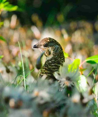 Birding Maine, Bird watching Maine, USA, North America, Acadia National Park, Bar Harbor, Naturalist Journeys, Wildlife Tour, Wildlife Photography, Ecotourism, Specialty Birds, Endemic Birds, Birding Hotspot