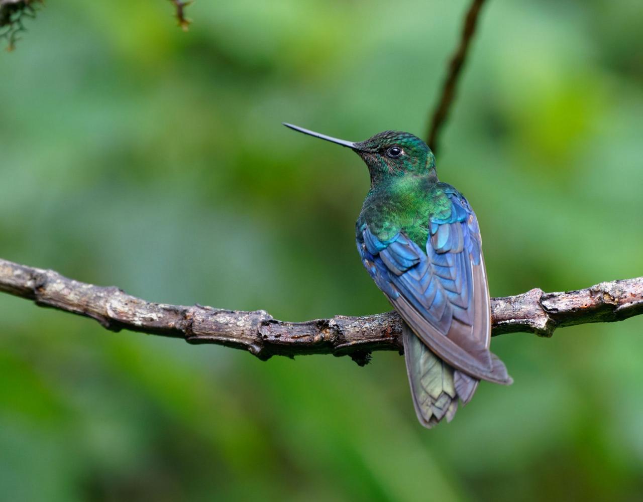 Birding Colombia, Bird watching South America, Nature Tour, Naturalist Journeys, Wildlife Tour, Wildlife Photography, Ecotourism, Specialty Birds, Birding Hotspot, Endemic Birds