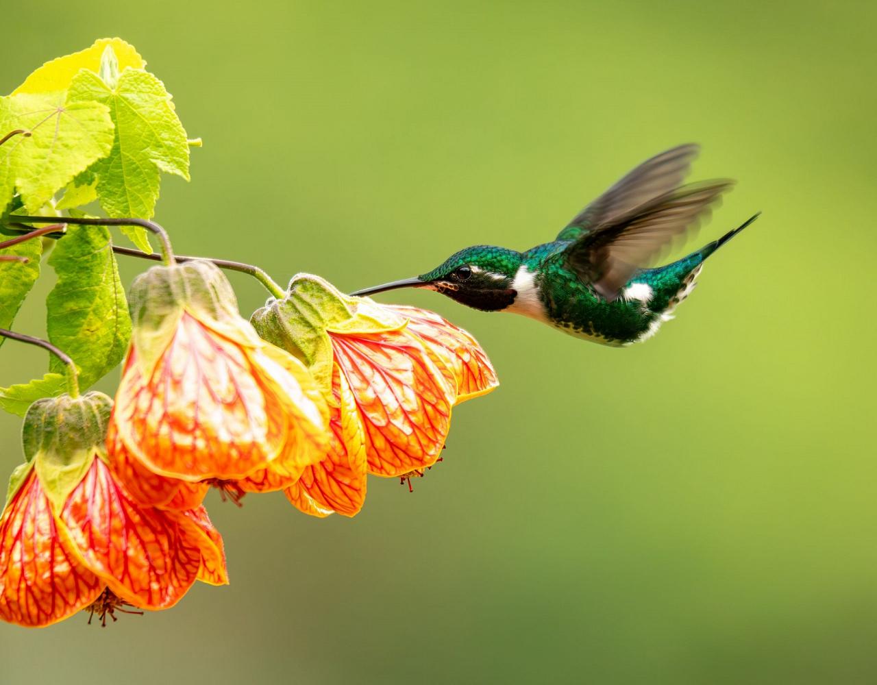 Birding Colombia, Bird watching South America, Nature Tour, Naturalist Journeys, Wildlife Tour, Wildlife Photography, Ecotourism, Specialty Birds, Birding Hotspot, Endemic Birds