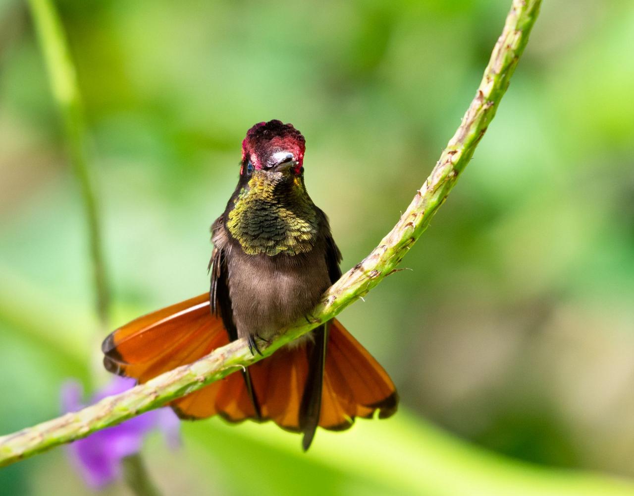 Birding Colombia, Bird watching South America, Nature Tour, Naturalist Journeys, Wildlife Tour, Wildlife Photography, Ecotourism, Specialty Birds, Birding Hotspot, Endemic Birds