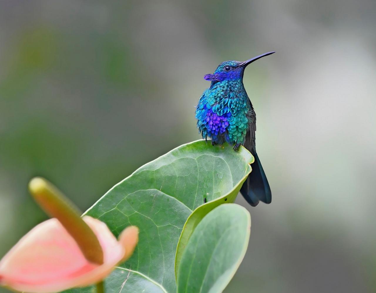 Birding Colombia, Bird watching South America, Nature Tour, Naturalist Journeys, Wildlife Tour, Wildlife Photography, Ecotourism, Specialty Birds, Birding Hotspot, Endemic Birds