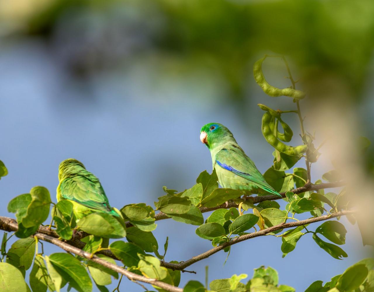 Birding Colombia, Bird watching South America, Nature Tour, Naturalist Journeys, Wildlife Tour, Wildlife Photography, Ecotourism, Specialty Birds, Birding Hotspot, Endemic Birds