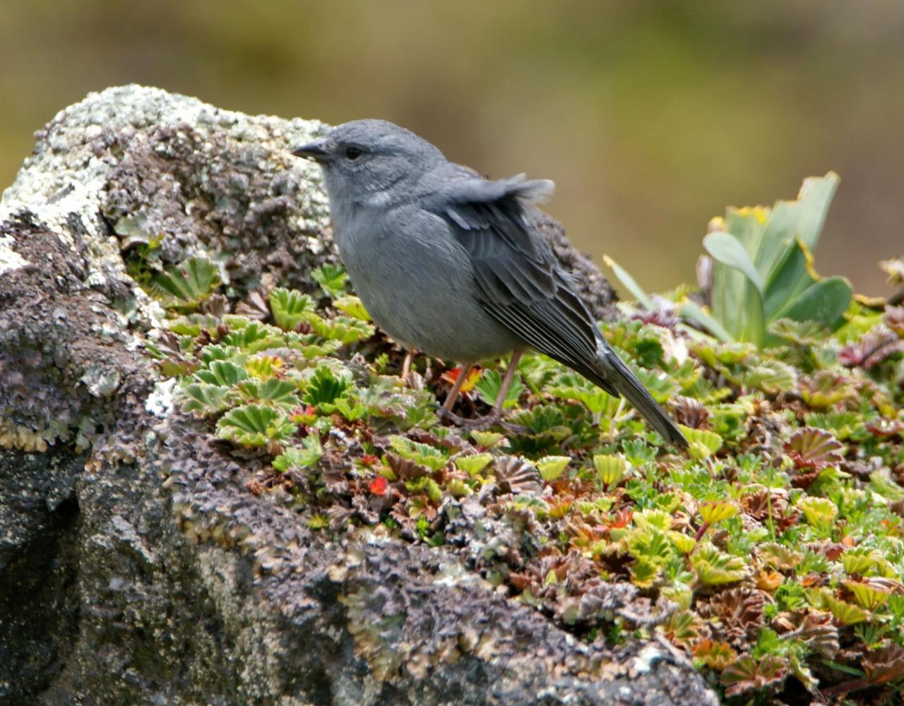 Birding Colombia, Bird watching South America, Nature Tour, Naturalist Journeys, Wildlife Tour, Wildlife Photography, Ecotourism, Specialty Birds, Birding Hotspot, Endemic Birds