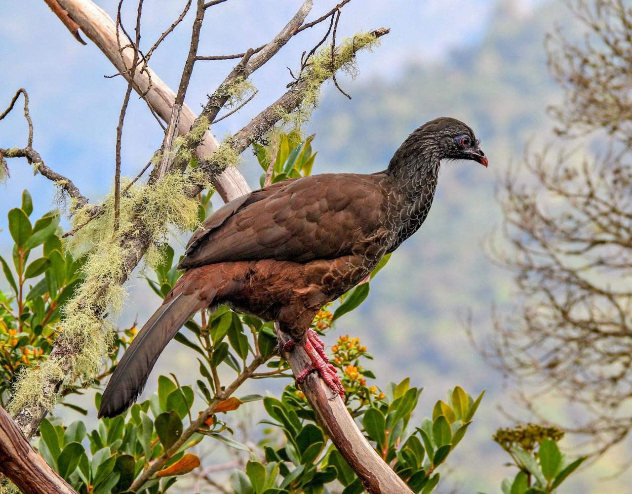 Birding Colombia, Bird watching South America, Nature Tour, Naturalist Journeys, Wildlife Tour, Wildlife Photography, Ecotourism, Specialty Birds, Birding Hotspot, Endemic Birds