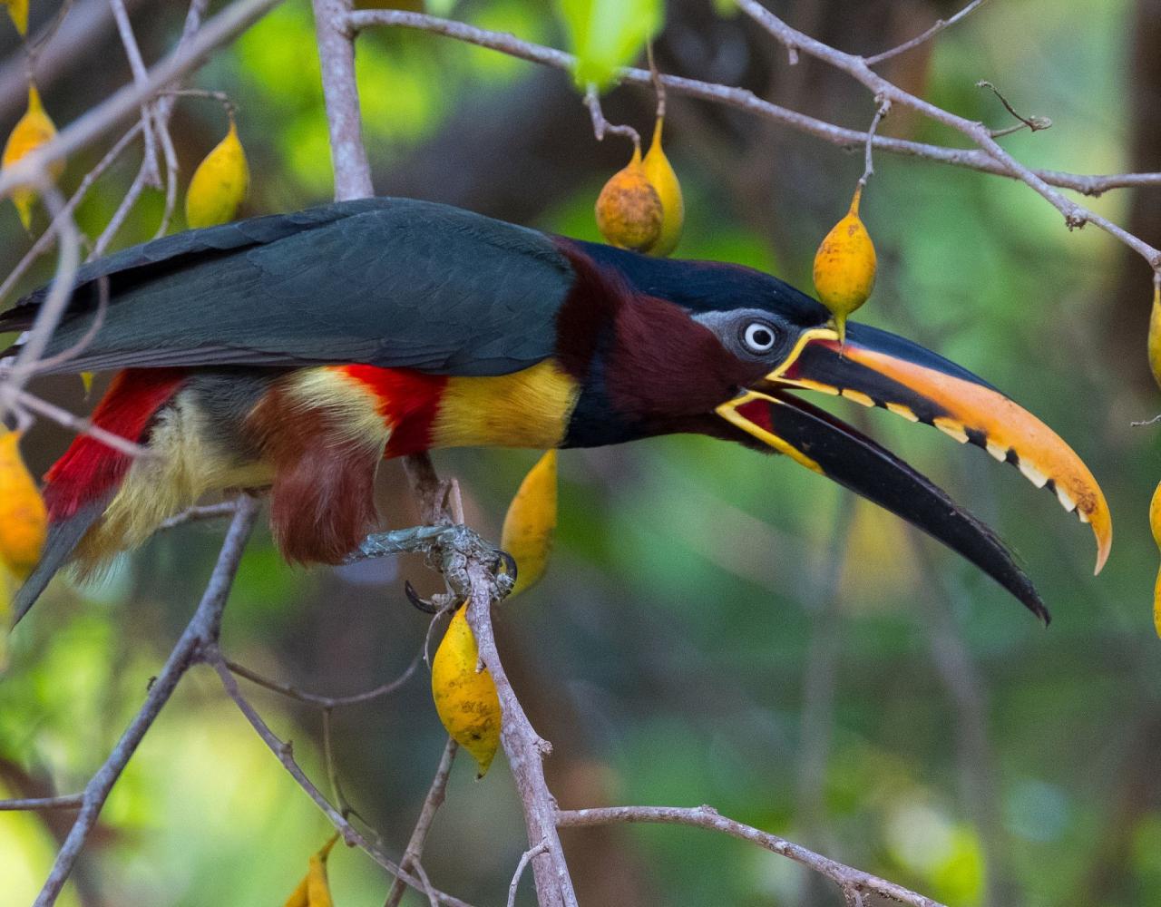 Birding Colombia, Bird watching South America, Nature Tour, Naturalist Journeys, Wildlife Tour, Wildlife Photography, Ecotourism, Specialty Birds, Birding Hotspot, Endemic Birds