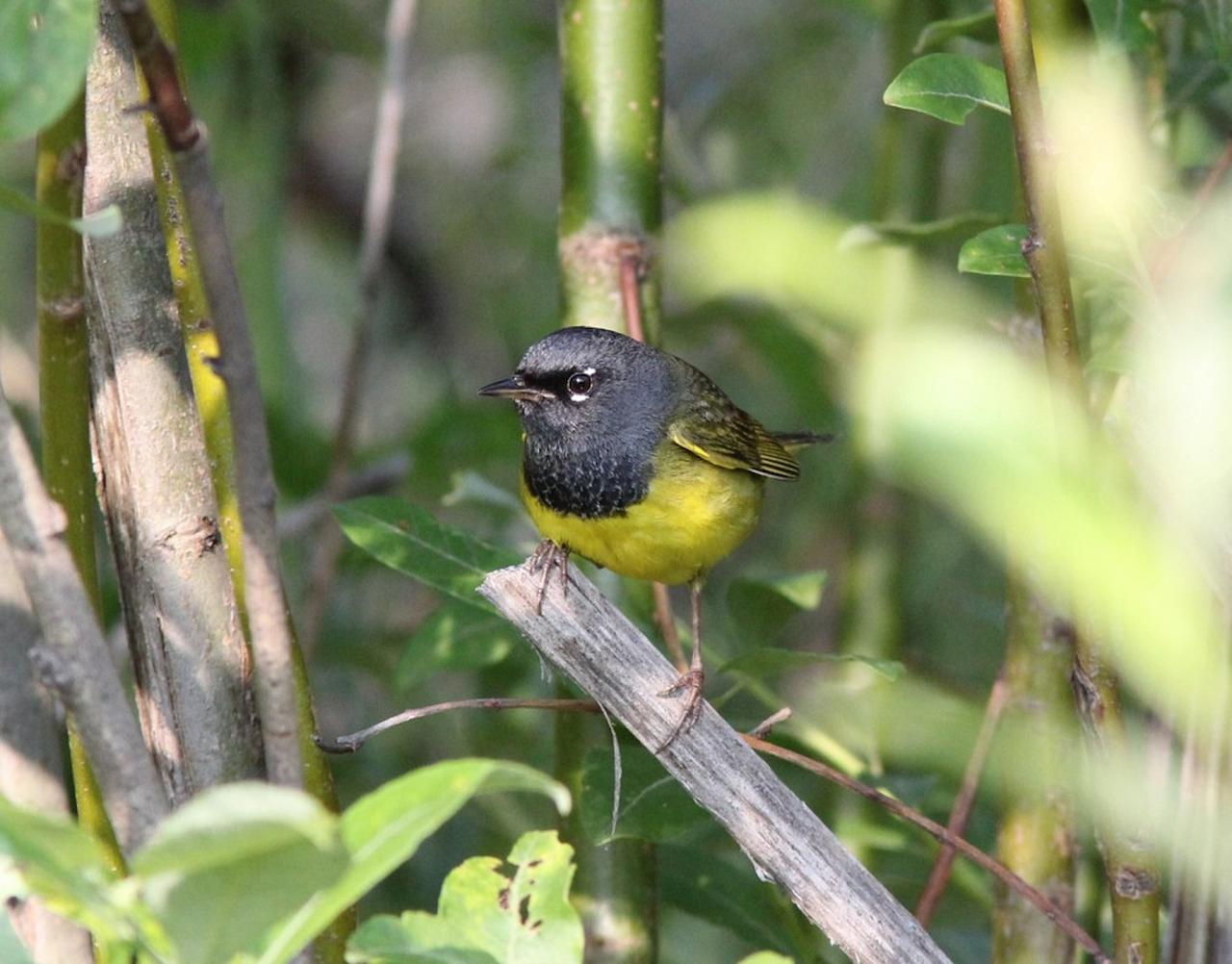 MacGillivray's Warbler, Oregon Birding Tour, Oregon Nature Tour, Cascade Mountains Birding Tour, Cascade Mountains Nature Tour, Naturalist Journeys