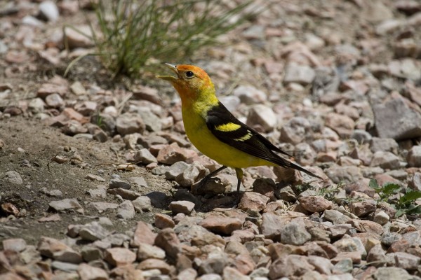 Western Tanager, Oregon Birding Tour, Oregon Nature Tour, Cascade Mountains Birding Tour, Cascade Mountains Nature Tour, Naturalist Journeys