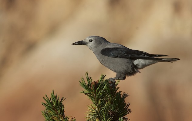 Clark's Nutcracker, Oregon Birding Tour, Oregon Nature Tour, Cascade Mountains Birding Tour, Cascade Mountains Nature Tour, Naturalist Journeys