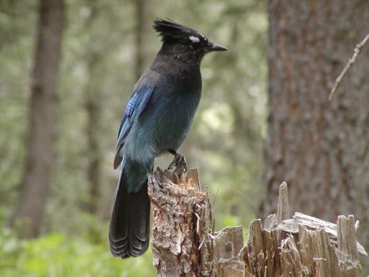 Steller's Jay, Oregon Birding Tour, Oregon Nature Tour, Cascade Mountains Birding Tour, Cascade Mountains Nature Tour, Naturalist Journeys