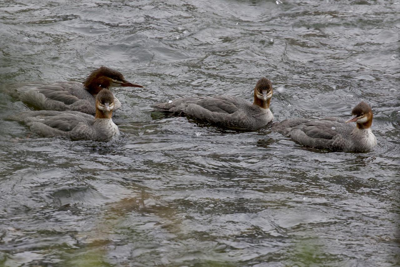 Common Merganser, Oregon Birding Tour, Oregon Nature Tour, Cascade Mountains Birding Tour, Cascade Mountains Nature Tour, Naturalist Journeys 