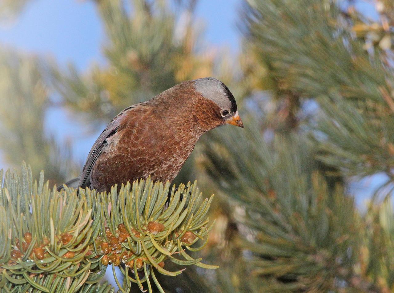 Gray-crowned Rosy-Finch, Oregon Birding Tour, Oregon Nature Tour, Cascade Mountains Birding Tour, Cascade Mountains Nature Tour, Naturalist Journeys 