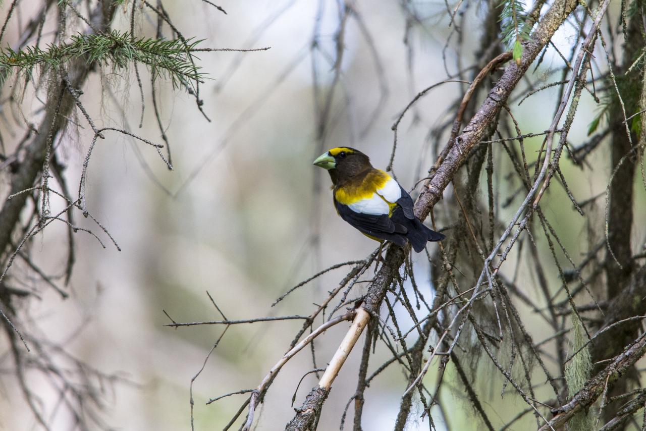 Evening Grosbeak, Oregon Birding Tour, Oregon Nature Tour, Cascade Mountains Birding Tour, Cascade Mountains Nature Tour, Naturalist Journeys