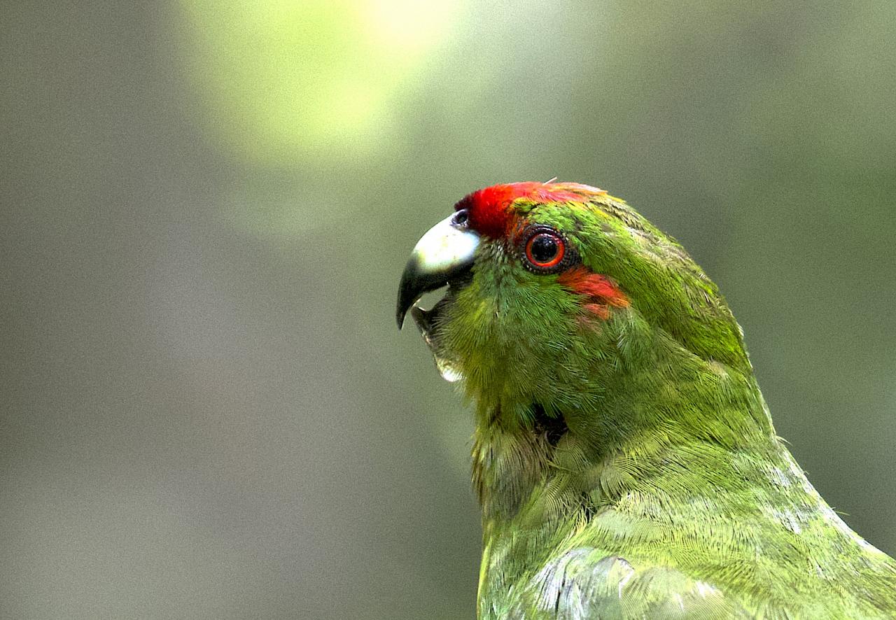 Red-crowned Parakeet, New Zealand, New Zealand Nature Tour, New Zealand Birding Tour, New Zealand Wildlife Tour, Naturalist Journeys