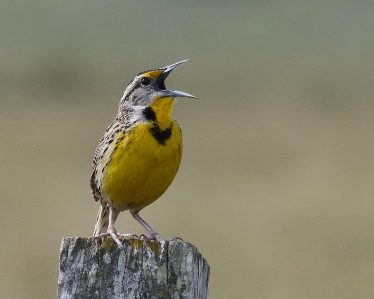 Eastern Meadowlark, Belize, Belize Birding Tour, Belize Nature Tour, Winter Belize Tour, Naturalist Journeys