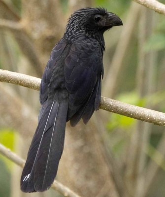 Smooth-billed Ani, Belize, Belize Birding Tour, Belize Nature Tour, Winter Belize Tour, Naturalist Journeys