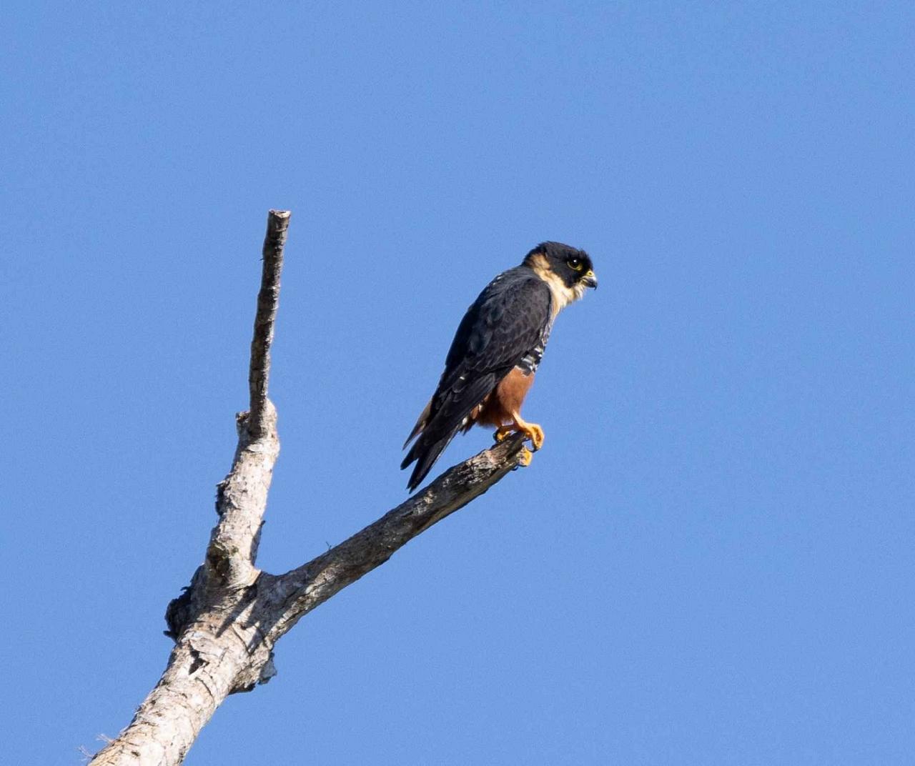 Bat Falcon, Belize, Belize Birding Tour, Belize Nature Tour, Winter Belize Tour, Naturalist Journeys