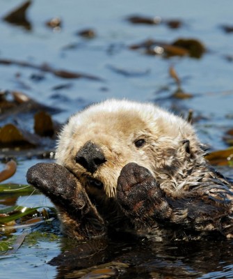 Sea Otter, Birding Washington State, Bird watching Olympic Peninsula, Naturalist Journeys, Wildlife Tour, Wildlife Photography, Ecotourism, Specialty Birds, Birding Hotspot, Olympic National Park