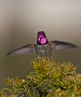 Anna's Hummingbird, Birding Washington State, Bird watching Olympic Peninsula, Naturalist Journeys, Wildlife Tour, Wildlife Photography, Ecotourism, Specialty Birds, Birding Hotspot, Olympic National Park