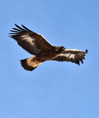 Golden Eagle, Birding Washington State, Bird watching Olympic Peninsula, Naturalist Journeys, Wildlife Tour, Wildlife Photography, Ecotourism, Specialty Birds, Birding Hotspot, Olympic National Park