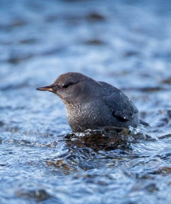 American Dipper, Birding Washington State, Bird watching Olympic Peninsula, Naturalist Journeys, Wildlife Tour, Wildlife Photography, Ecotourism, Specialty Birds, Birding Hotspot, Olympic National Park