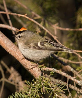 Ruby-crowned Kinglet, Birding Washington State, Bird watching Olympic Peninsula, Naturalist Journeys, Wildlife Tour, Wildlife Photography, Ecotourism, Specialty Birds, Birding Hotspot, Olympic National Park