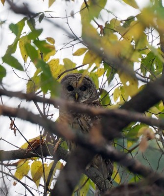 Birding Washington State, Bird watching Olympic Peninsula, Naturalist Journeys, Wildlife Tour, Wildlife Photography, Ecotourism, Specialty Birds, Birding Hotspot, Olympic National Park