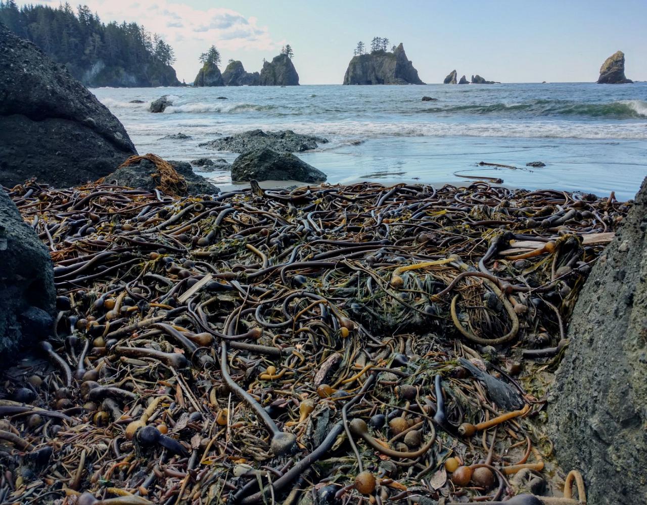 Birding Washington State, Bird watching Olympic Peninsula, Naturalist Journeys, Wildlife Tour, Wildlife Photography, Ecotourism, Specialty Birds, Birding Hotspot, Olympic National Park