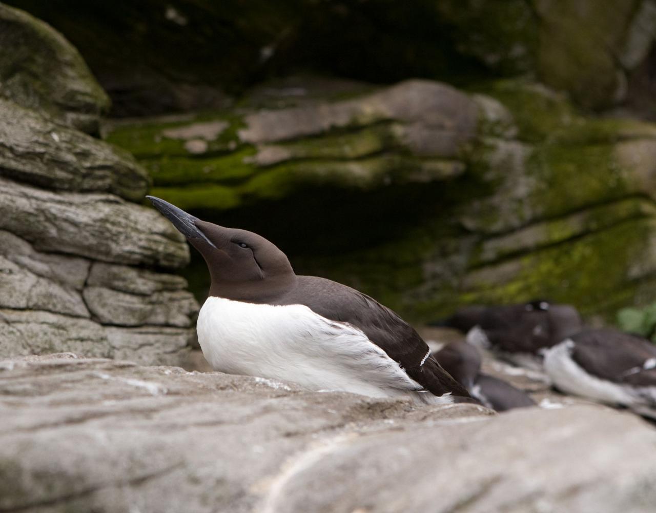 Birding Washington State, Bird watching Olympic Peninsula, Naturalist Journeys, Wildlife Tour, Wildlife Photography, Ecotourism, Specialty Birds, Birding Hotspot, Olympic National Park