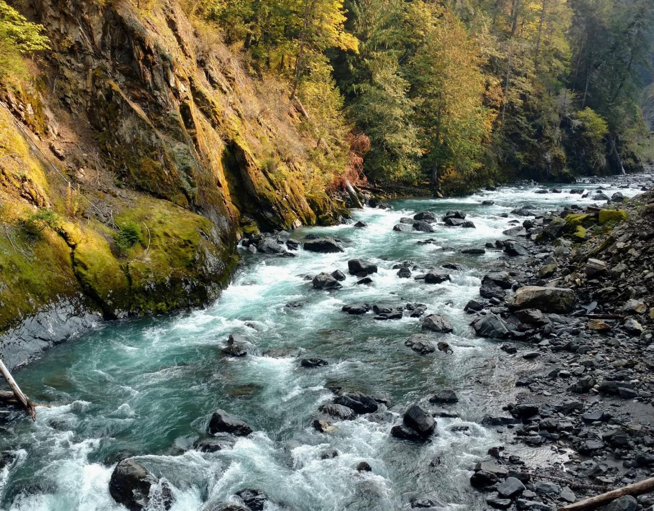 Birding Washington State, Bird watching Olympic Peninsula, Naturalist Journeys, Wildlife Tour, Wildlife Photography, Ecotourism, Specialty Birds, Birding Hotspot, Olympic National Park