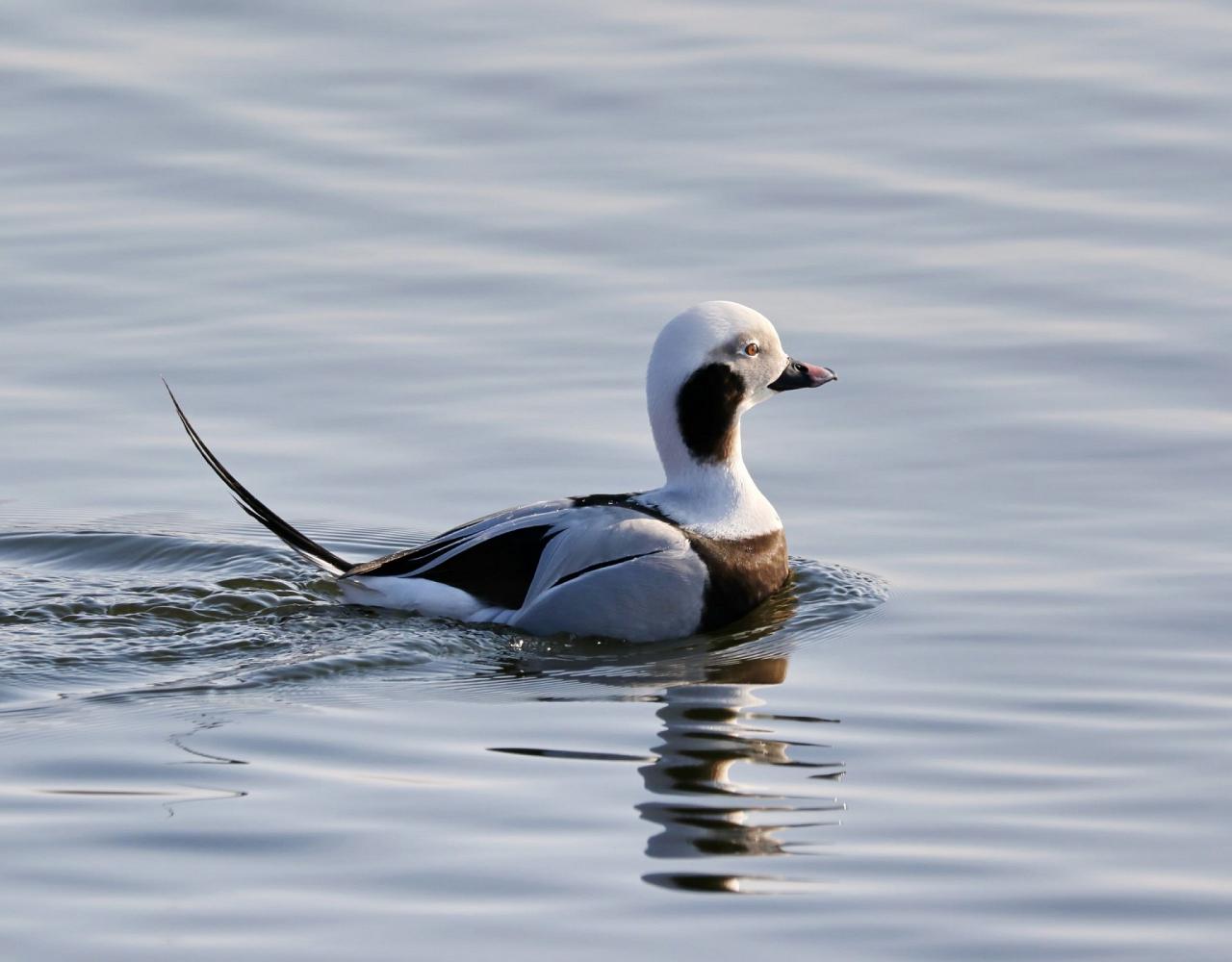 Birding Washington State, Bird watching Olympic Peninsula, Naturalist Journeys, Wildlife Tour, Wildlife Photography, Ecotourism, Specialty Birds, Birding Hotspot, Olympic National Park